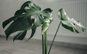 ядовитые комнатные растения